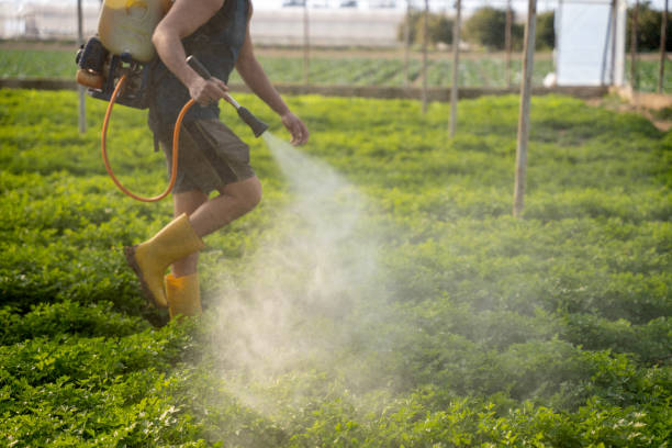 Best Wasp Removal Services  in Shiprock, NM