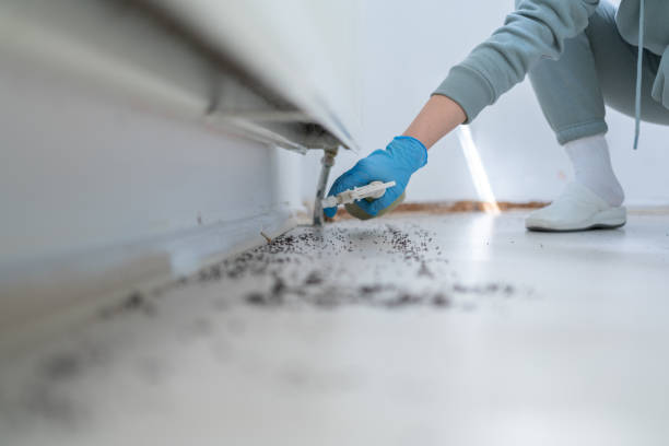 Best Affordable Pest Control Services  in Shiprock, NM